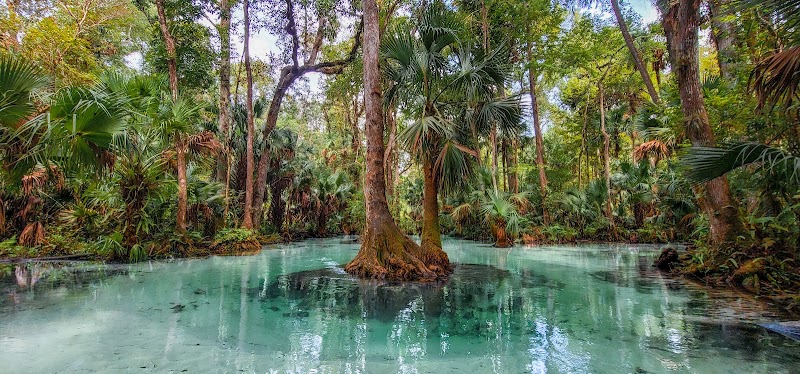Wekiva River & Rock Springs Run Paddle