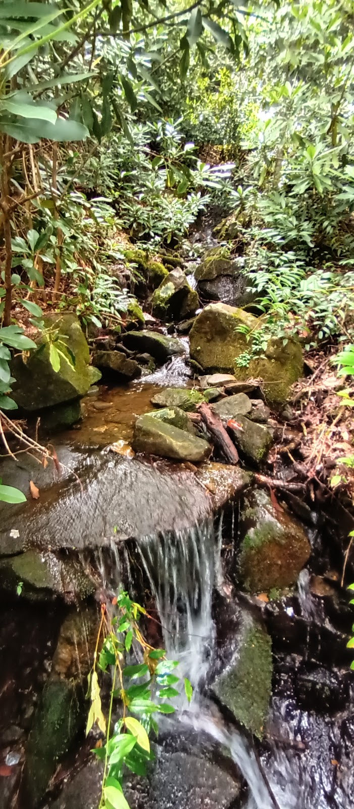 Rhododendron Trail
