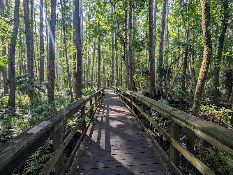 Highlands Hammock — final short loop