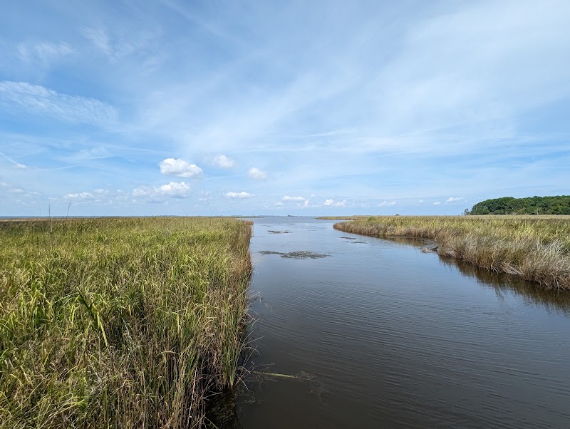 Wild Horses & Maritime Forest