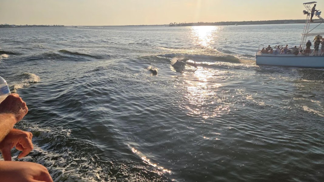 Orange Beach Dolphin Cruise