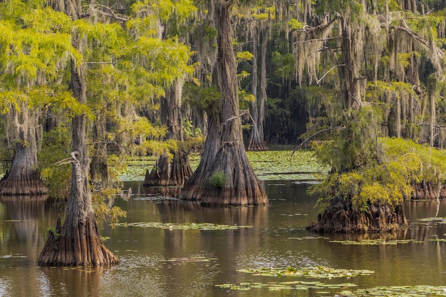 Caddo Lake State Park — Big Cypress Bayou Paddle