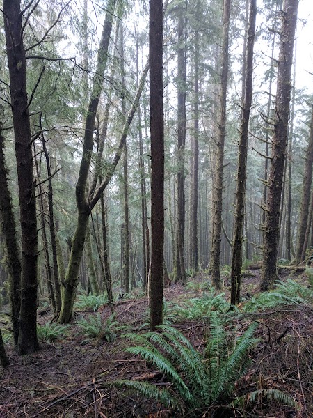 Tillamook Head Trail