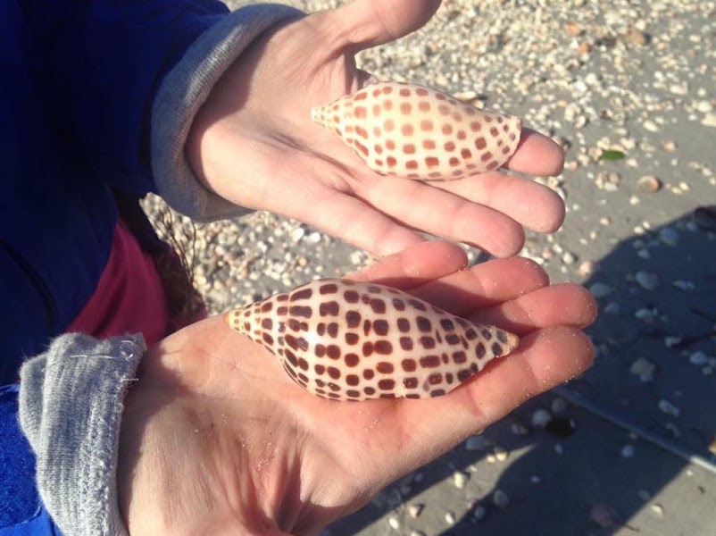 Ten Thousand Islands Shelling & Dolphin Cruise