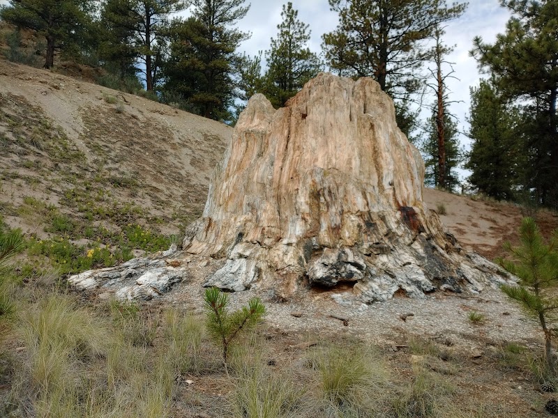 Florissant Fossil Beds — Petrified Forest Walk