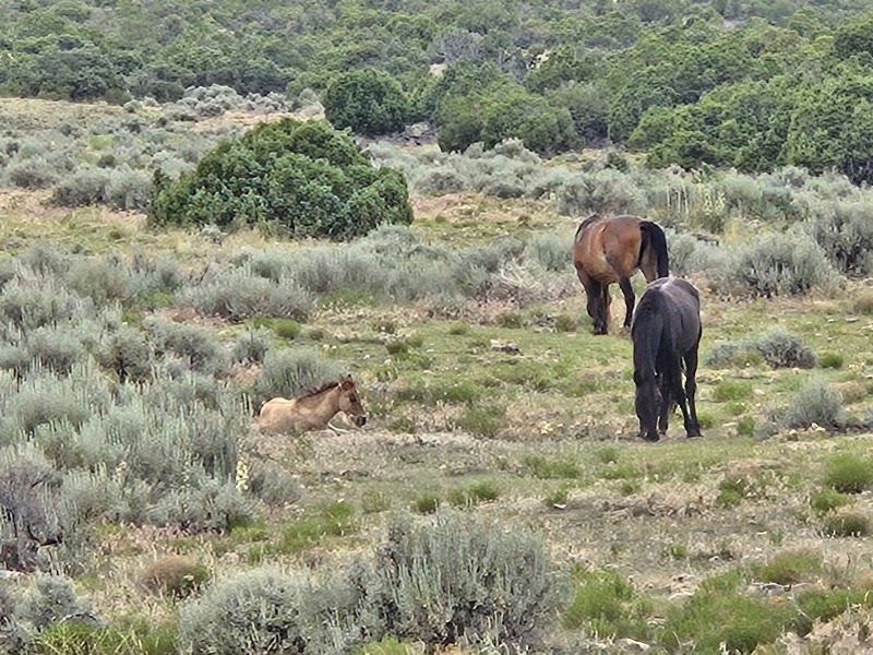 Pryor Mountain Wild Horse Range