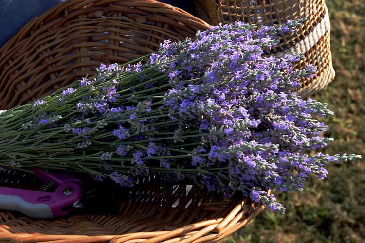 Chappell Hill Lavender Farm