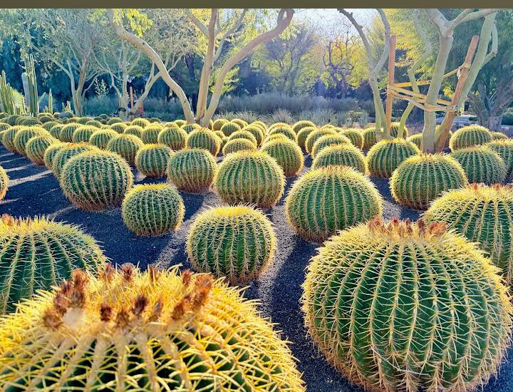 Sunnylands Center & Gardens