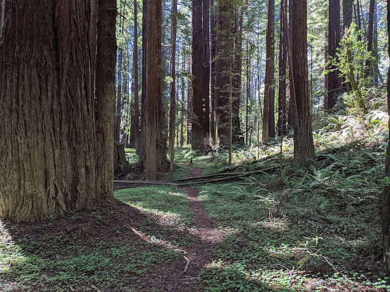Navarro River Redwoods — Tunnel to the Trees