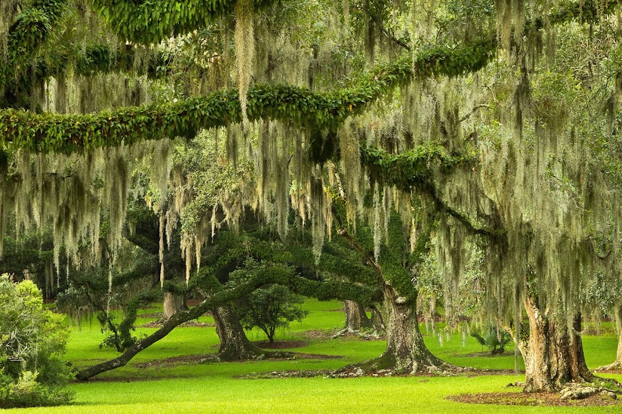 Jungle Gardens & Bird City — Avery Island