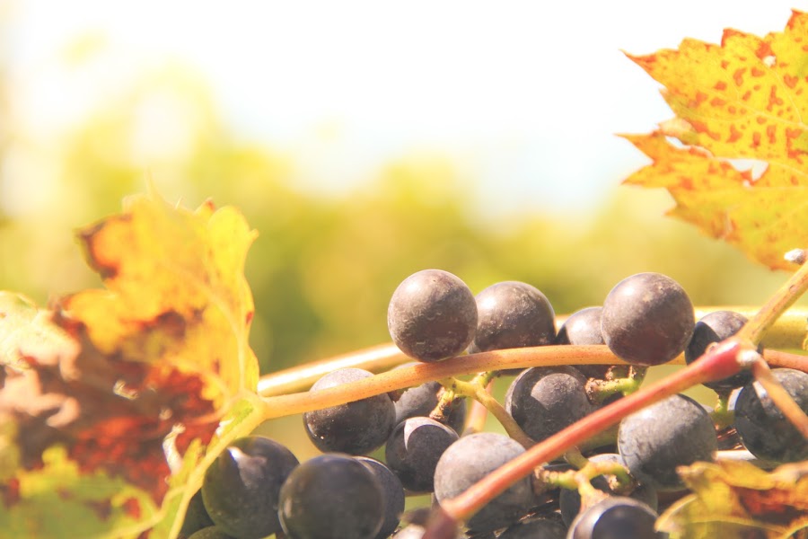 Fenn Valley Vineyards