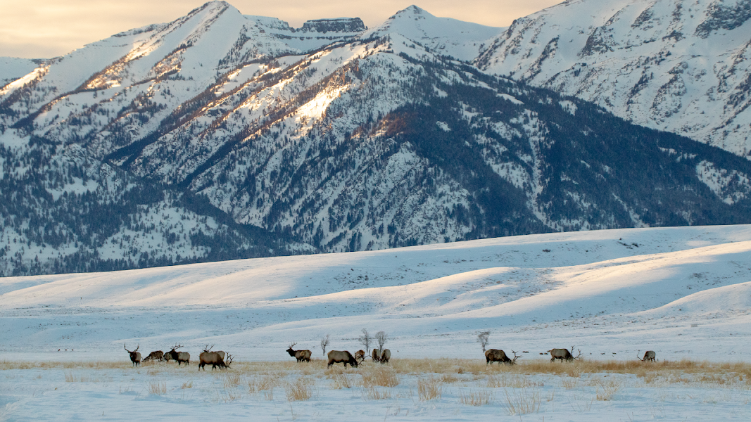 National Elk Refuge — Flat Creek Walk