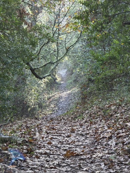 Coal Mine Ridge Open Space Preserve