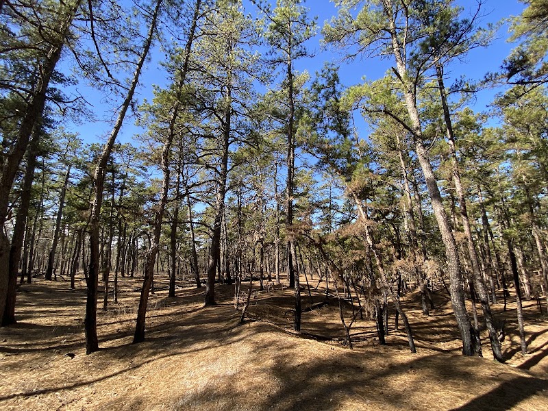 Wharton State Forest Cranberry Bog Walk