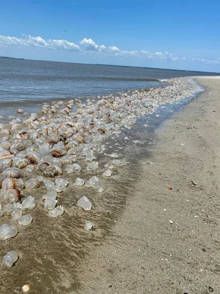 Tybee Beach Afternoon