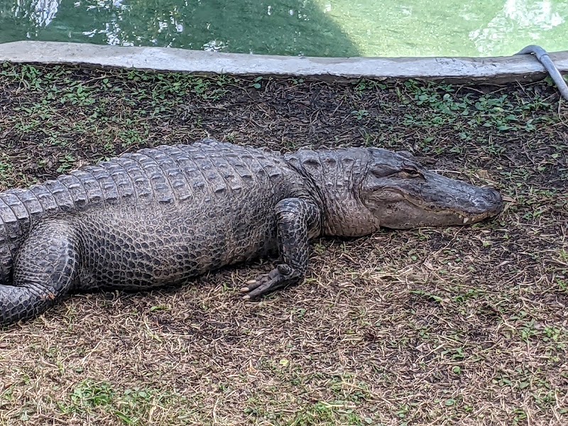 River Safaris & Gulf Charters