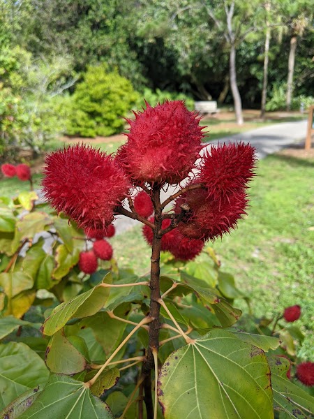 Deerfield Beach Arboretum