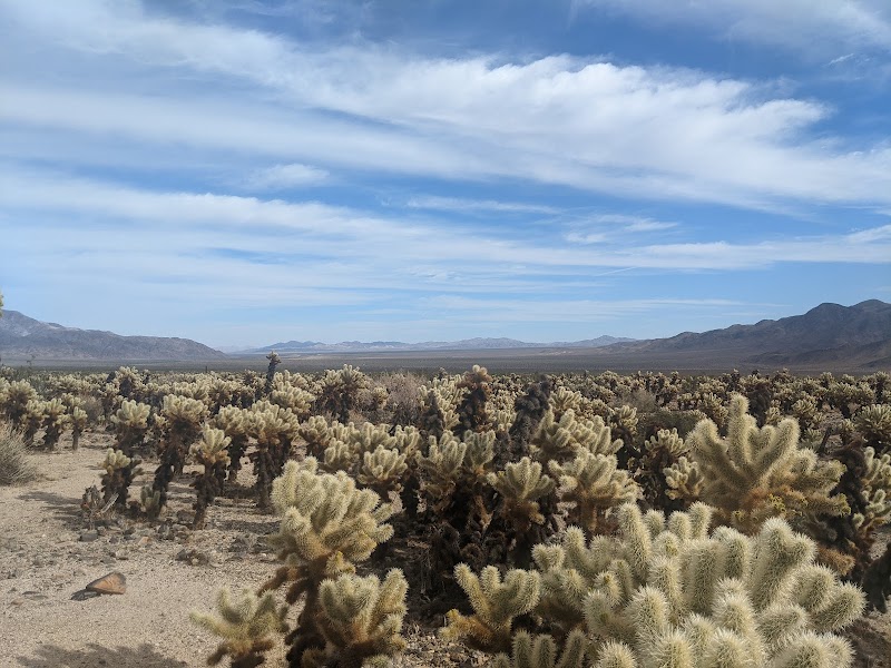 Cholla Cactus Garden & Pinto Basin Road